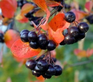 Aronia (Choke) Berry, Food Forest