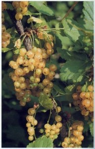 White Pearl Currant, Food Forest